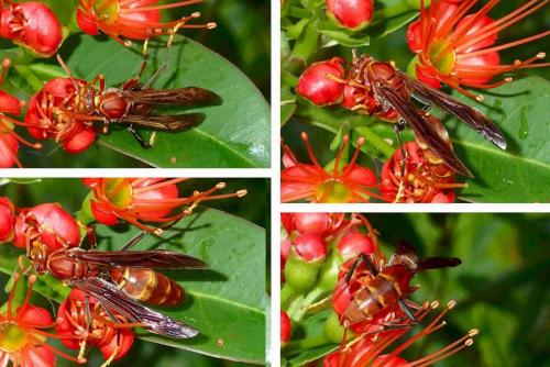 Polistes sp.